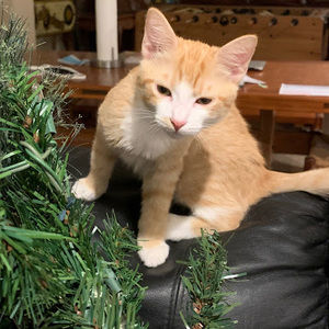 Meet your Posher, Zopei